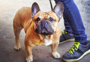 Los perros y humanos en la historia