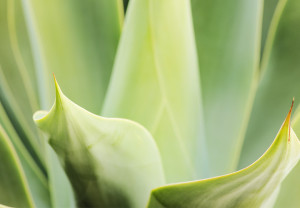 El pulque en el embarazo