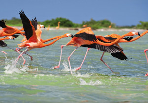 ¿Por qué México está celebrando su biodiversidad?