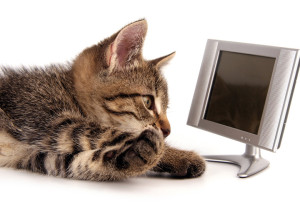 Ver videos de gatitos te hace bien