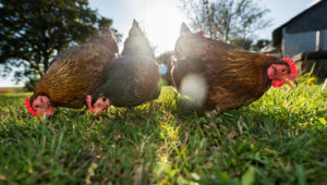 #Matamesta: Pollo orgánico vs convencional ?