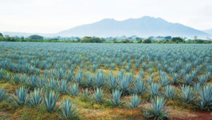 TRIVIA: ¿sabías que el agave azul no solo sirve para hacer tequila?