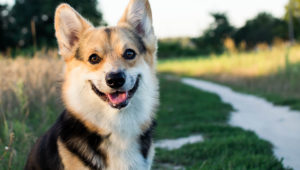 #DíaDelPerro: ¡Adopta y sé más feliz!