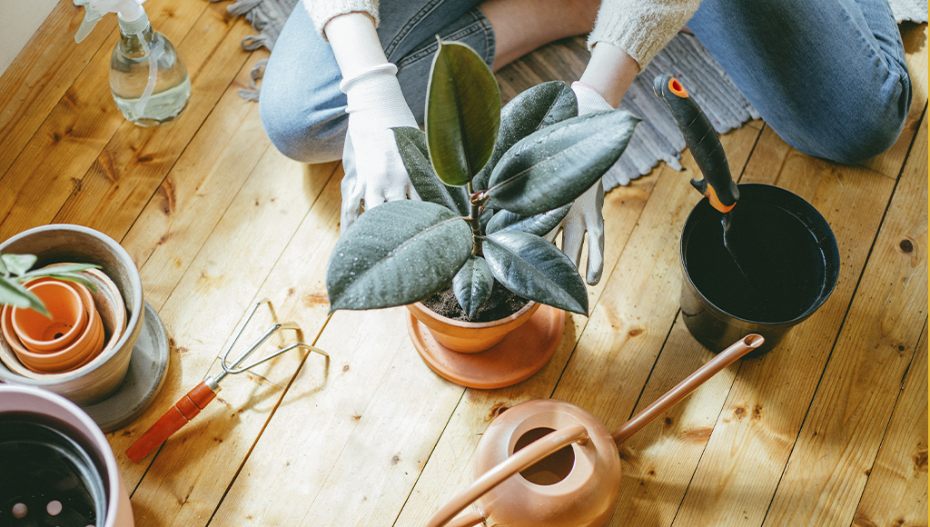 Tips para cuidar tus plantas como experto