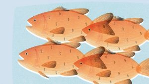 Guía de pescados: nutrientes y variantes