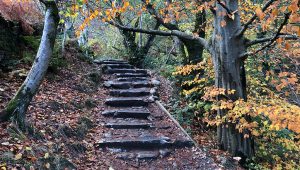 ¿Por qué debes correr si ves escaleras en el bosque?