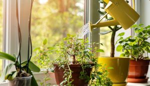 5 plantas anti-estrés que te urge tener en tu casa